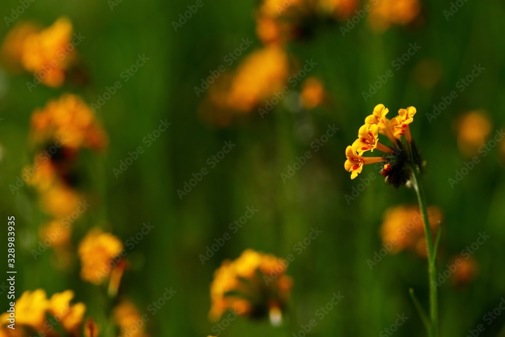 wild fiddle neck flowers bloom early in the sierra nevada foothills near fresno, california