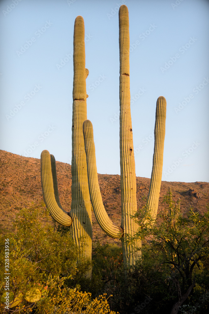 Obraz premium Pair of saguaro cactus in warm sunset light