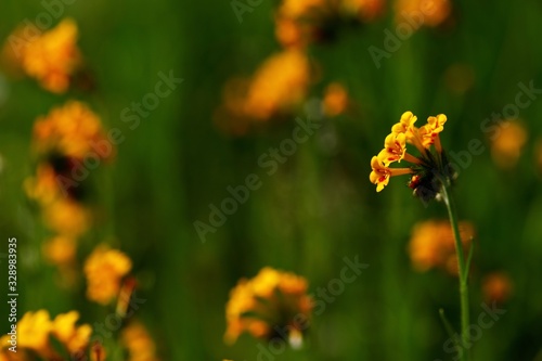 wild fiddle neck flowers bloom early in the sierra nevada foothills near fresno  california
