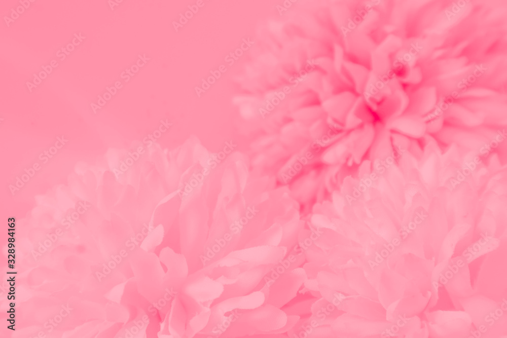 Beautiful abstract color white and pink flowers on white background and white graphic flower frame and pink leaves texture, pink background, colorful graphics banner happy valentine day