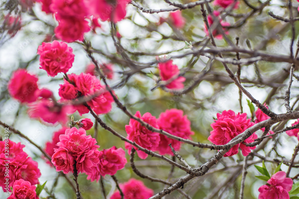 Beautiful pink and white peach blossoms during spring time with branches Beautiful pink and white peach blossoms during spring time with branches