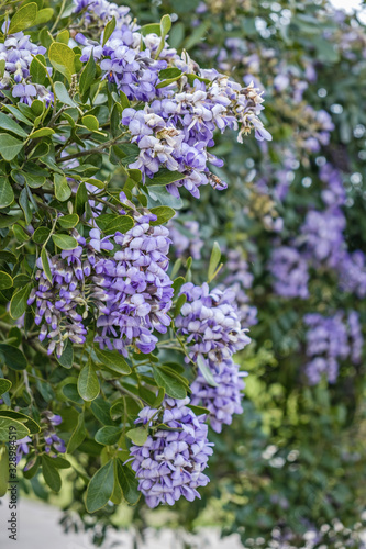 Purple wisteria cluster blooms flower in southern USA gardens in springtime