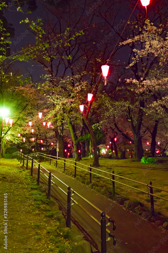Obraz premium 飛鳥山公園のライトアップされた桜