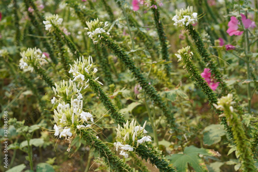 flowers in the garden