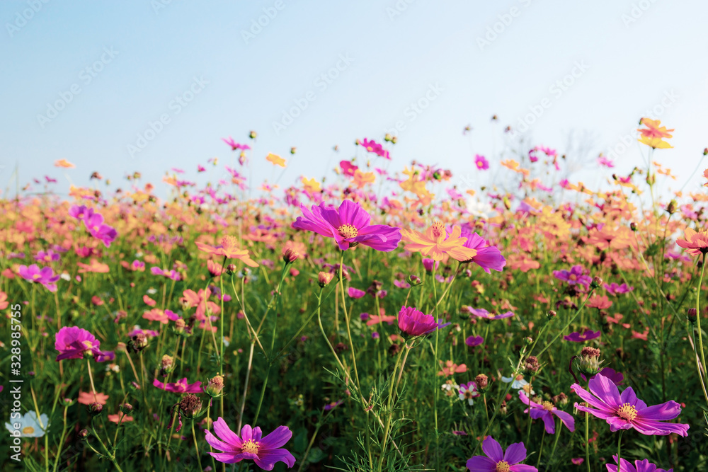 Cosmos with colorful at sky.