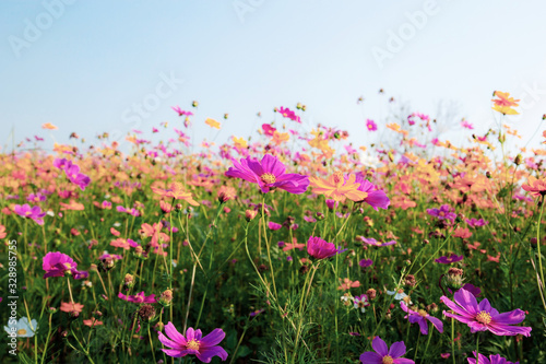 Cosmos with colorful at sky. © RK1919