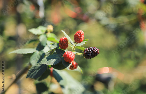 raspberry fruit in orgnaic farm of local agriculture from Thailand  photo