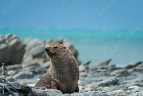Seal sitting on rocks with ocean background