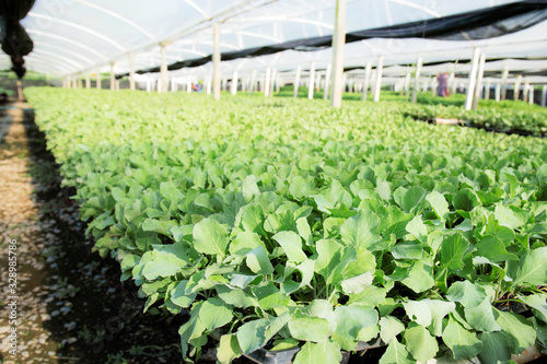 Organic vegetable in greenhouse.