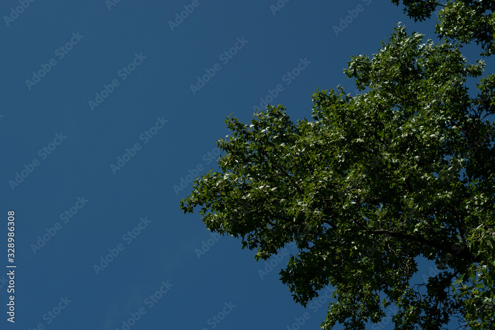 tree with a blue sky tree with a blue sky