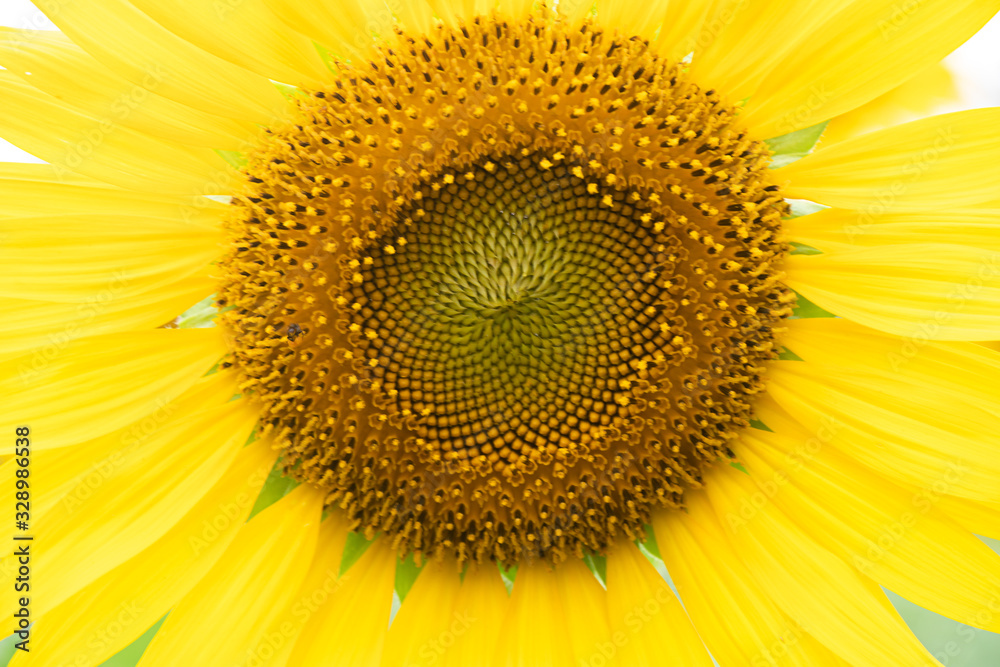 Sunflower. Bright sunny flower on the field. Sunflower seeds.Sunflower Closeup Sunflower. Bright sunny flower on the field. Sunflower seeds.Sunflower Closeup