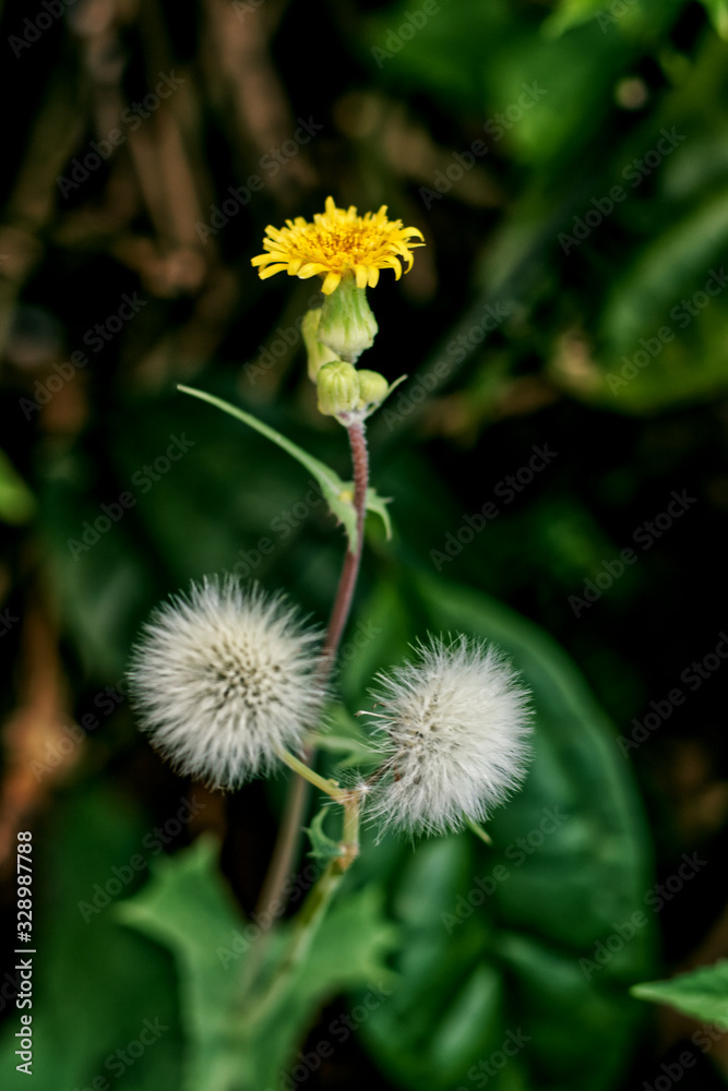 flor flor