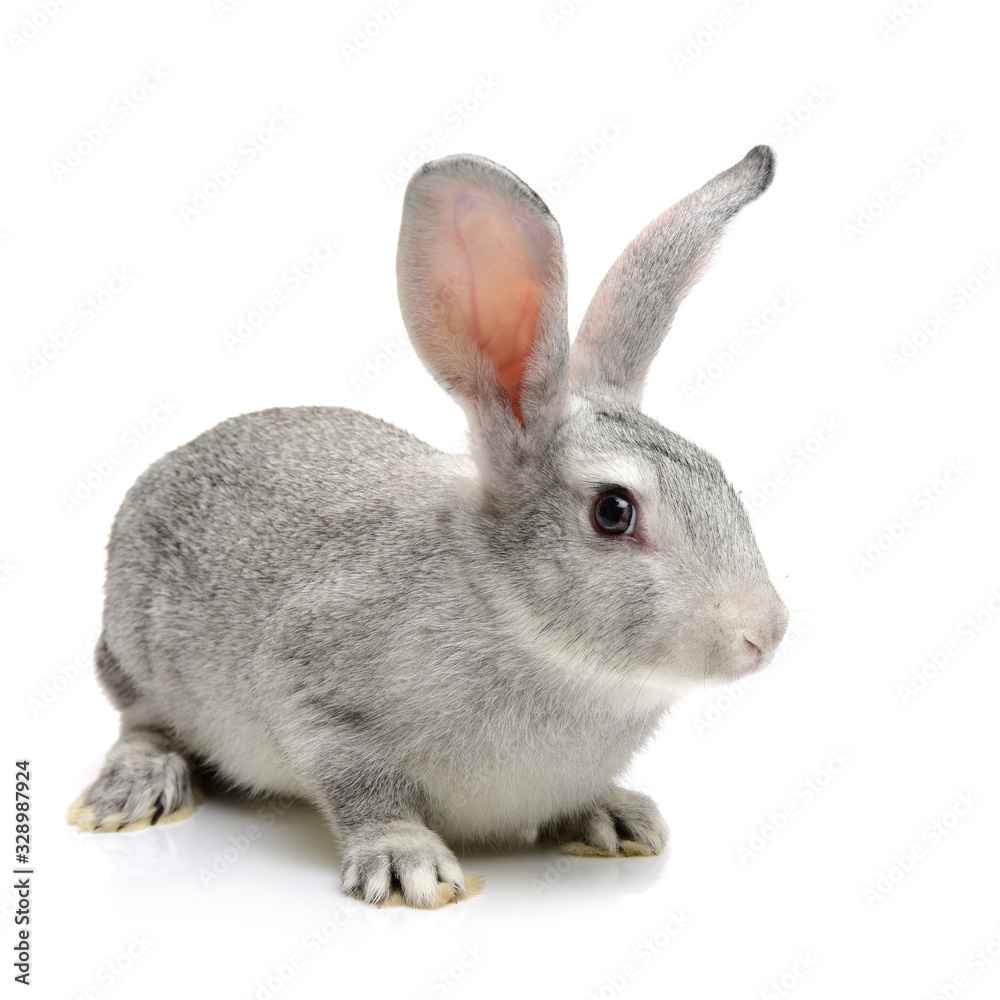Obraz premium grey rabbit on a white background