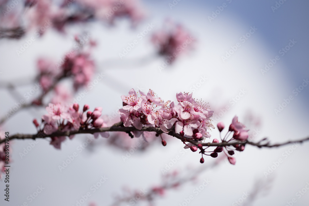 almonds tree flowes on a twing bee blured background in spring season day almonds tree flowes on a twing bee blured background in spring season day