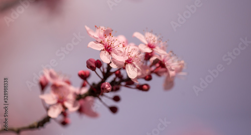 almonds tree flowes on a twing bee blured background in spring season day
