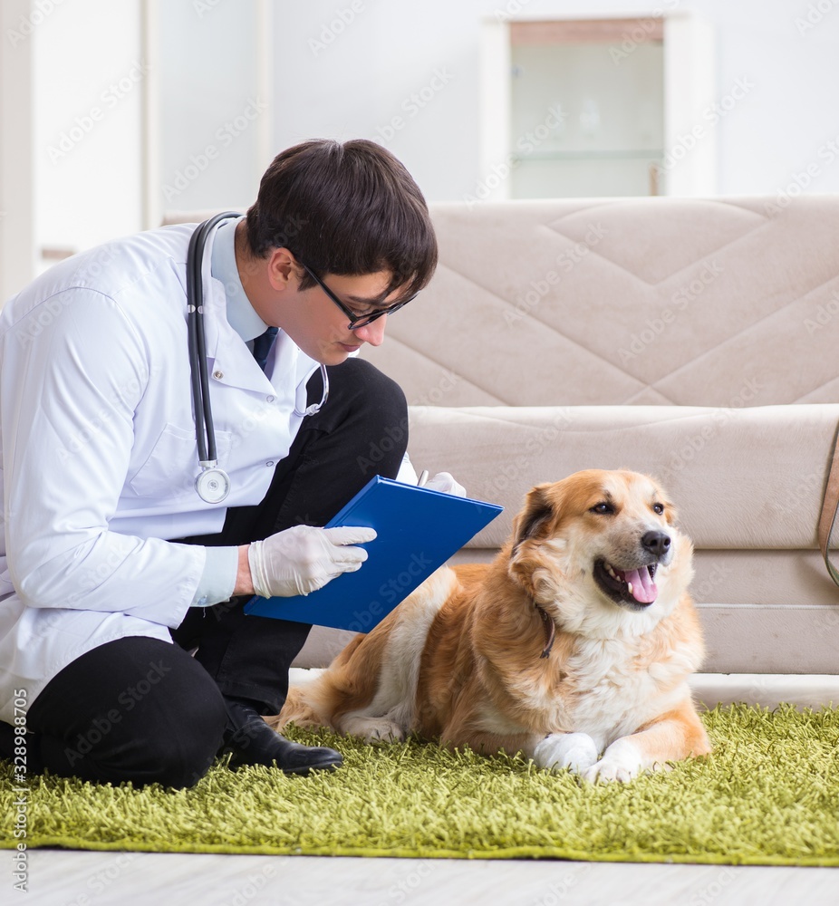 Vet doctor examining golden retriever dog at home visit Vet doctor examining golden retriever dog at home visit