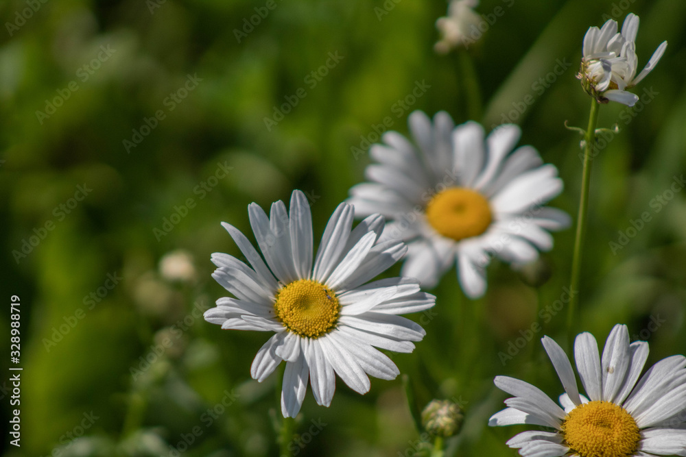 White and Yellow wildflowers (4) White and Yellow wildflowers (4)