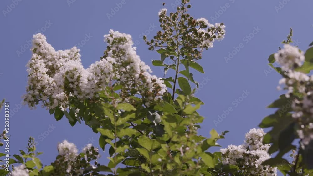 White Chokecherry Tree with honey bee flying around. White Chokecherry Tree with honey bee flying around.