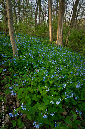 Fototapeta Naklejka Na Ścianę i Meble -  Soft light on a carpet of virginia bluebells in a spring forest.