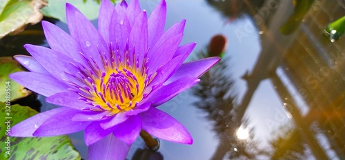 pink water lily Nature  purple lotus  blooming white  water shadow background  colorful  water garden  flower garden  lotus view  morning light  no people  my house flower 