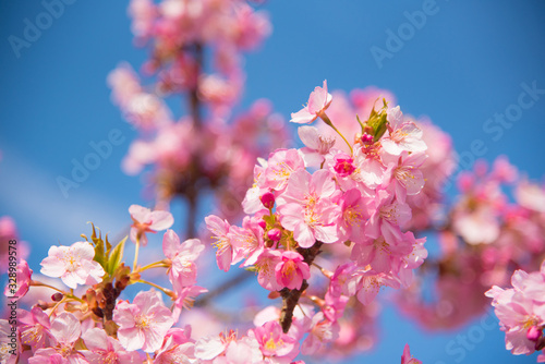 ピンク色の桜と青空