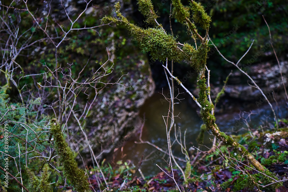 The trees covered with moss in autumn forest. The trees covered with moss in autumn forest.