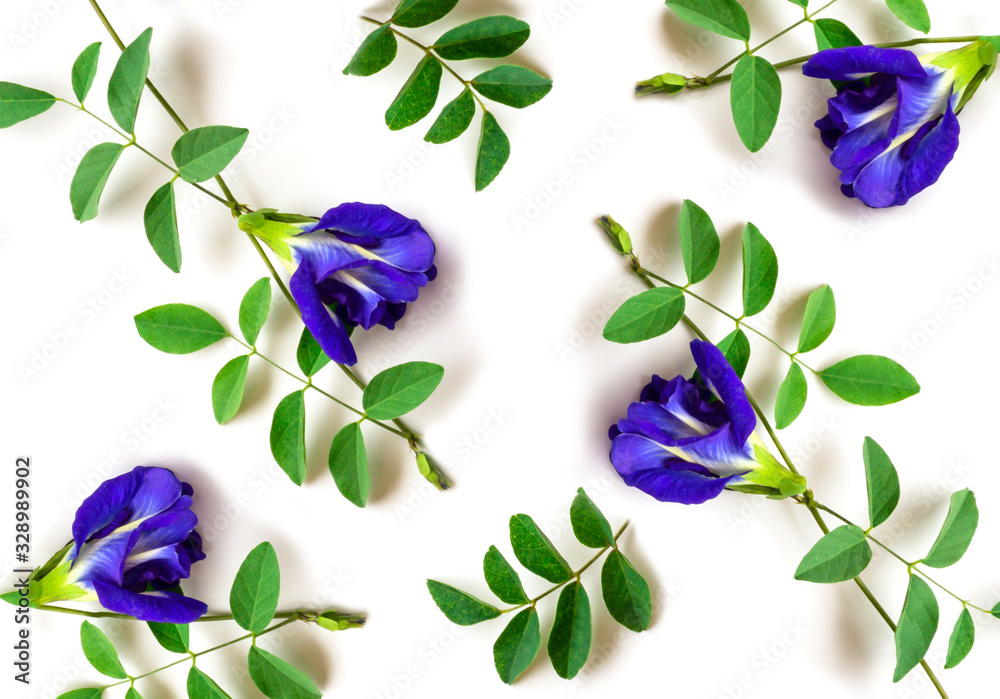 Butterfly pea or blue pea isolated on white top view. Butterfly pea or blue pea isolated on white top view.