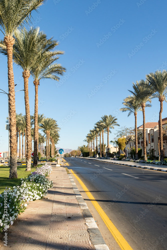 Palm alley with green grass along the highway.