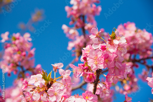 ピンク色の桜と青空