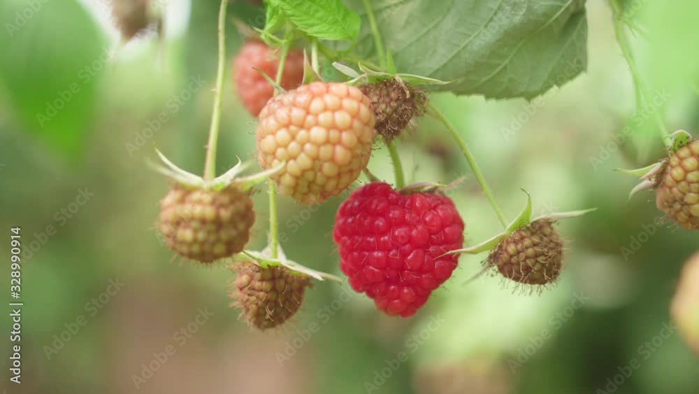 branches of red raspberries on a plantation branches of red raspberries on a plantation