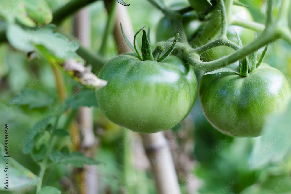 green tomatoes not yet ripe on organic garden plants green tomatoes not yet ripe on organic garden plants
