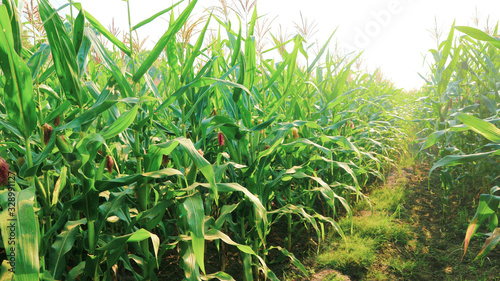 Grain crops in Thailand that produce large seeds or seeds are located in rows on the cob. There are many species that produce many products  both humans and animals.