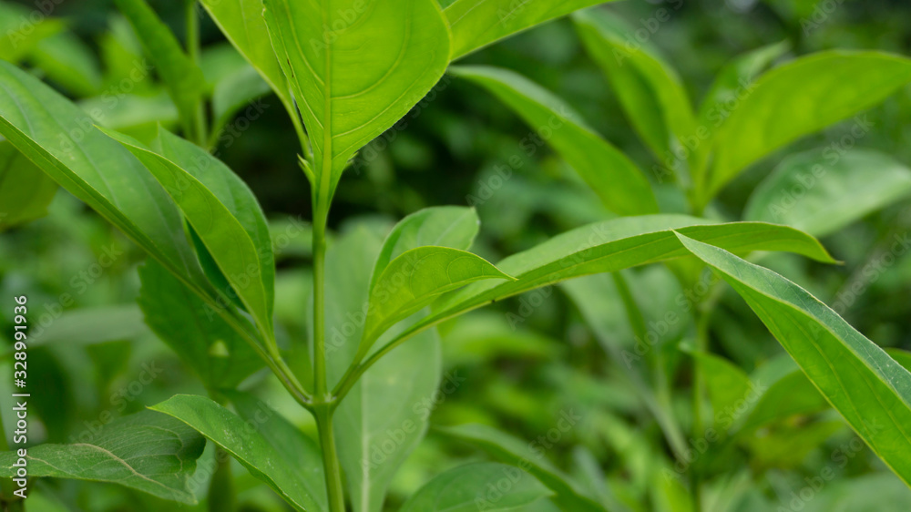 Beautiful spring green leaf on nature background Beautiful spring green leaf on nature background