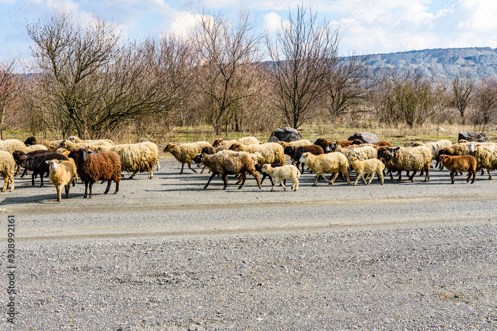 Obraz premium Flock of the sheeps running on asphalt road