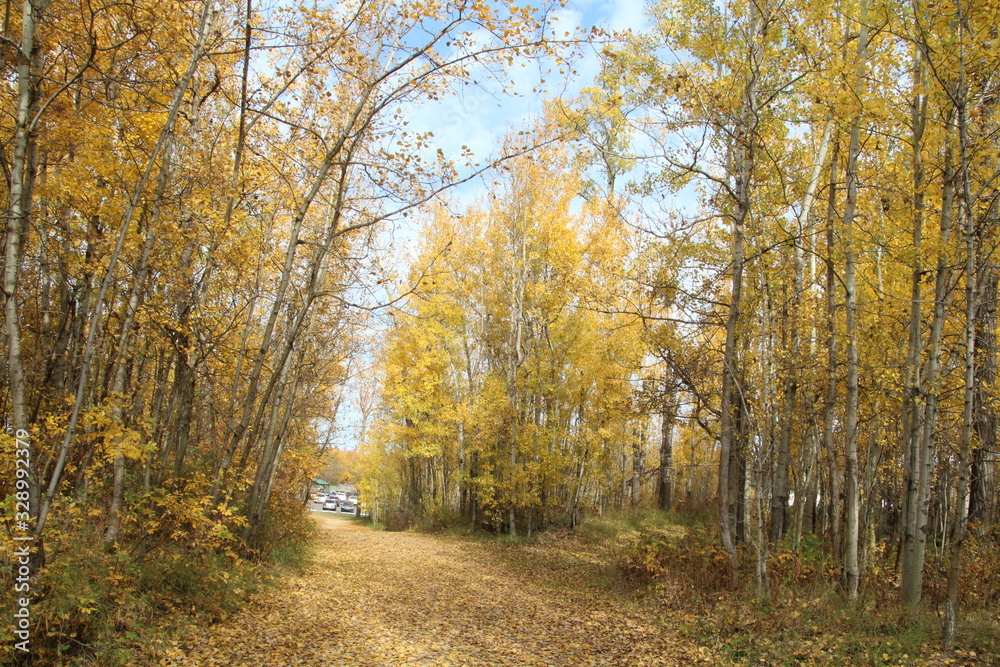 At The End Of Autumns Trail, Elk Island National Park, Alberta