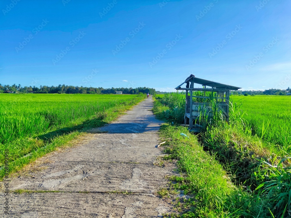 country road in the countryside country road in the countryside