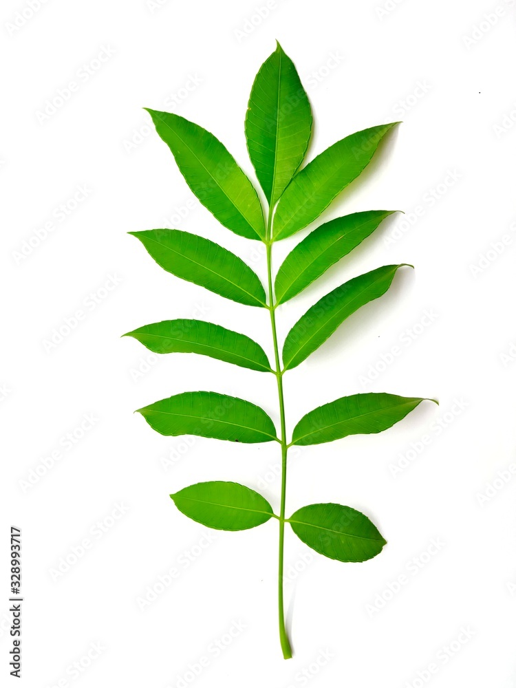 Fototapeta premium Spondias dulcis isolated on white background