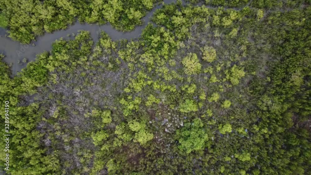 AERIAL DIRECTLY ABOVE Mangrove Forest Growing In Coastal Water AERIAL DIRECTLY ABOVE Mangrove Forest Growing In Coastal Water