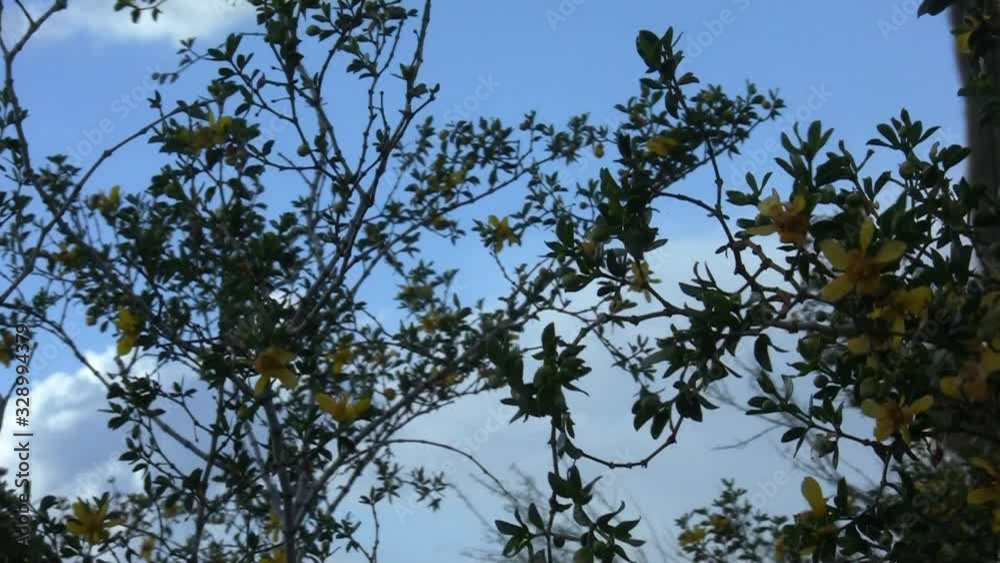Creosote Bush, larrea tridentata, with yellow flowers blowing in an Arizona desert breeze. Creosote Bush, larrea tridentata, with yellow flowers blowing in an Arizona desert breeze.