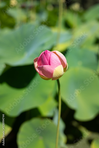 Pink Lotus bud detailed portrait, sands alone isolated by shallow depth of field. Bright young water lily about to open.