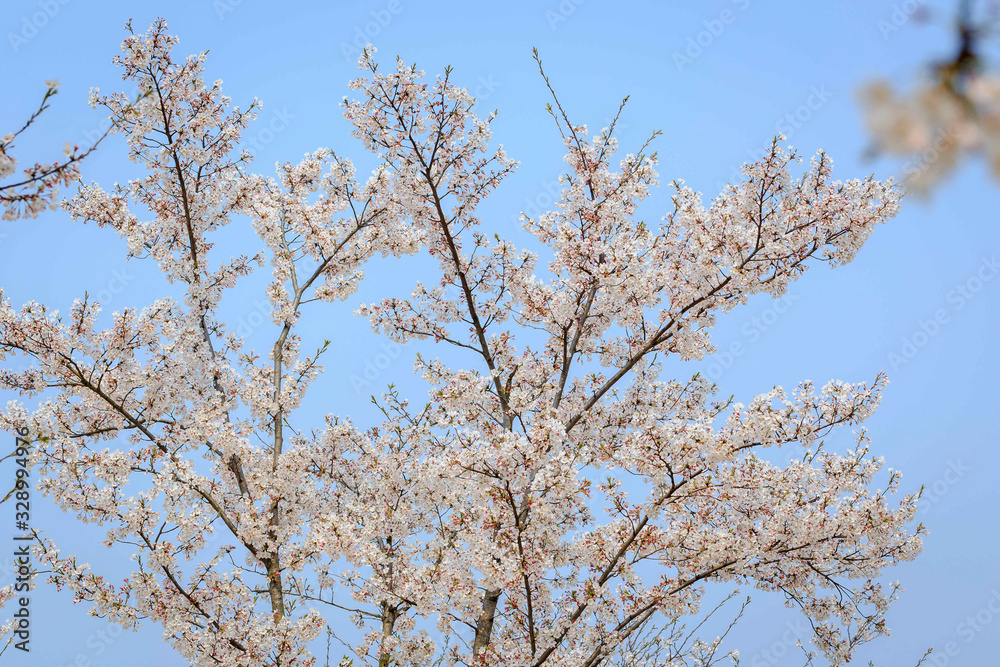 Blossoming white cherry in park in spring Blossoming white cherry in park in spring
