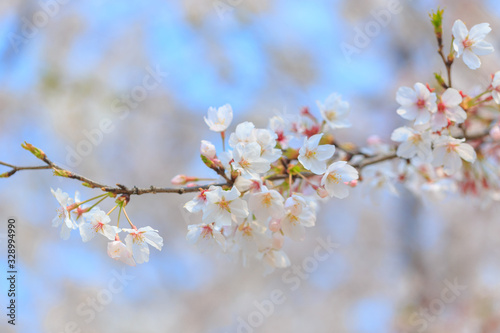Blossoming white cherry in park in spring