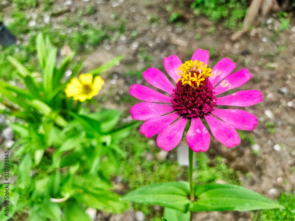 Beautiful Zinnia paper flowers Beautiful Zinnia paper flowers