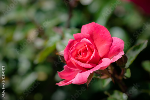 Single Pink Rose isolated by shallow depth of field  beautiful sweet spring bloom  isolated pink flower.