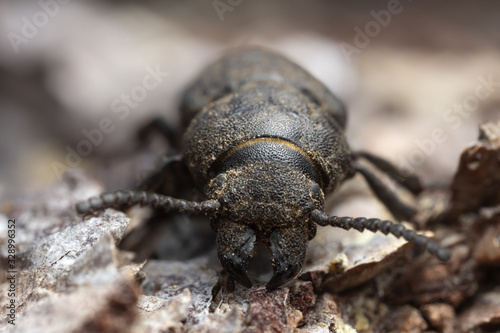 Black longhorn beetle, spondylis buprestoides cowered in sawdust on pine bark © Henrik Larsson