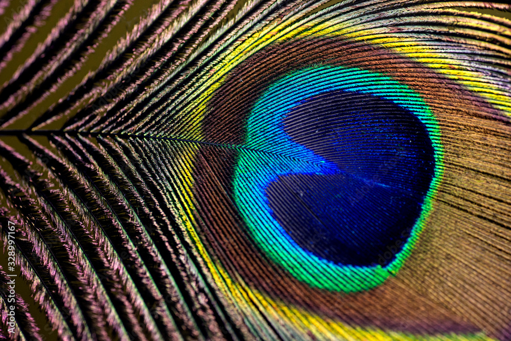 Fototapeta premium peacock feathers up close