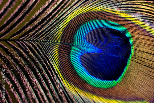 peacock feathers up close