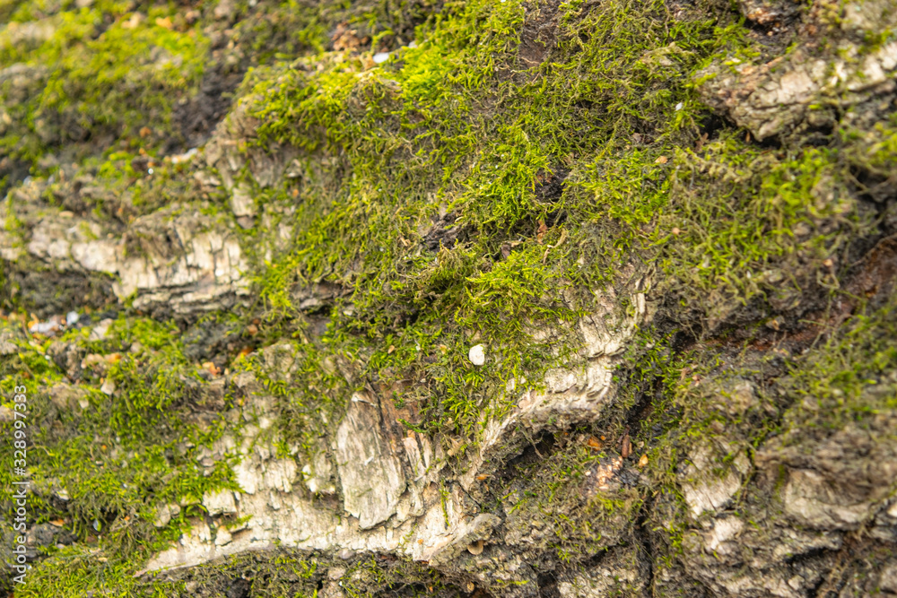 Texture of the surface of the bark of an old tree covered with moss. Close up.