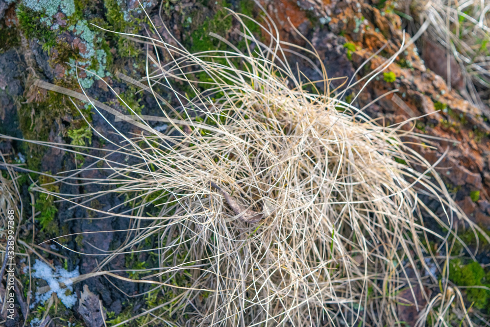 A bunch of dry grass grown in the bark of an old tree. Close up. A bunch of dry grass grown in the bark of an old tree. Close up.