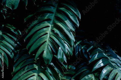 tropical jungle foliage, green nature background, green leaf